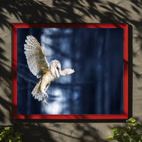 Majestic Barn Owl Flight in Nocturnal Forest Animal Poster PosterGoat
