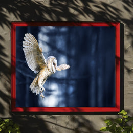 Majestic Barn Owl Flight in Nocturnal Forest Animal Poster PosterGoat