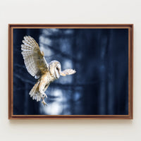 Majestic Barn Owl Flight in Nocturnal Forest Animal Poster PosterGoat