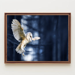 Majestic Barn Owl Flight in Nocturnal Forest Animal Poster PosterGoat