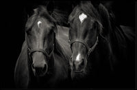 Majestic Black Horses Artwork: Elegant Animal Poster PosterGoat