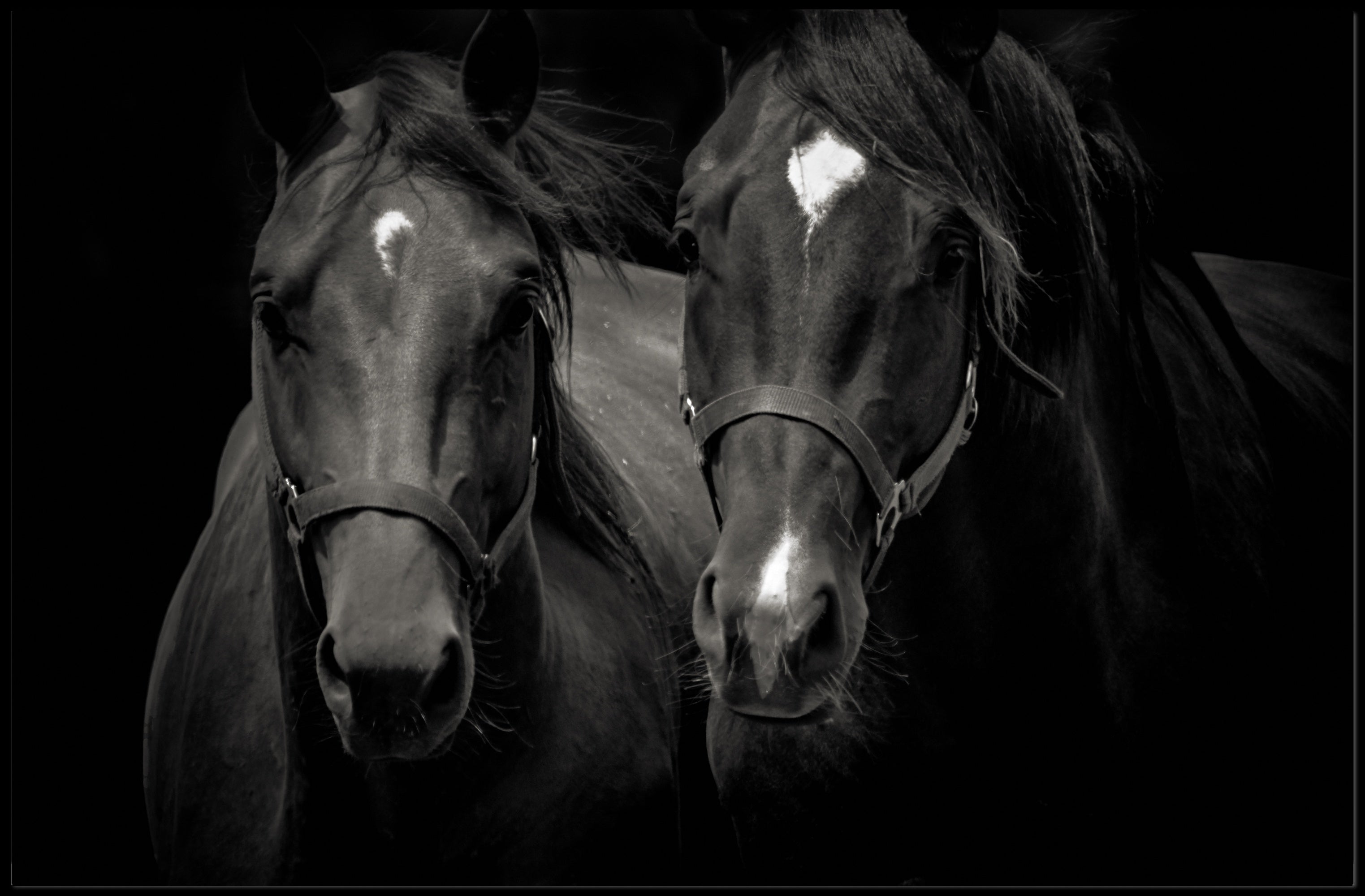 Majestic Black Horses Artwork: Elegant Animal Poster PosterGoat