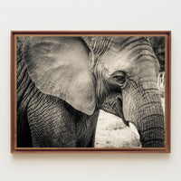 Majestic Black and White Elephant Animal Poster PosterGoat