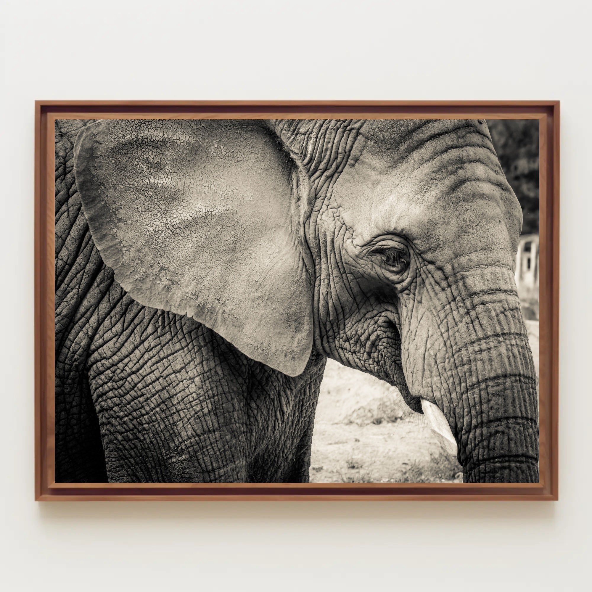 Majestic Black and White Elephant Animal Poster PosterGoat