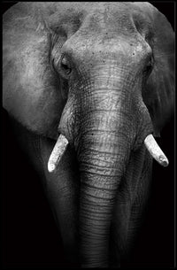 Majestic Elephant Close-up Black-and-White Animal Poster PosterGoat