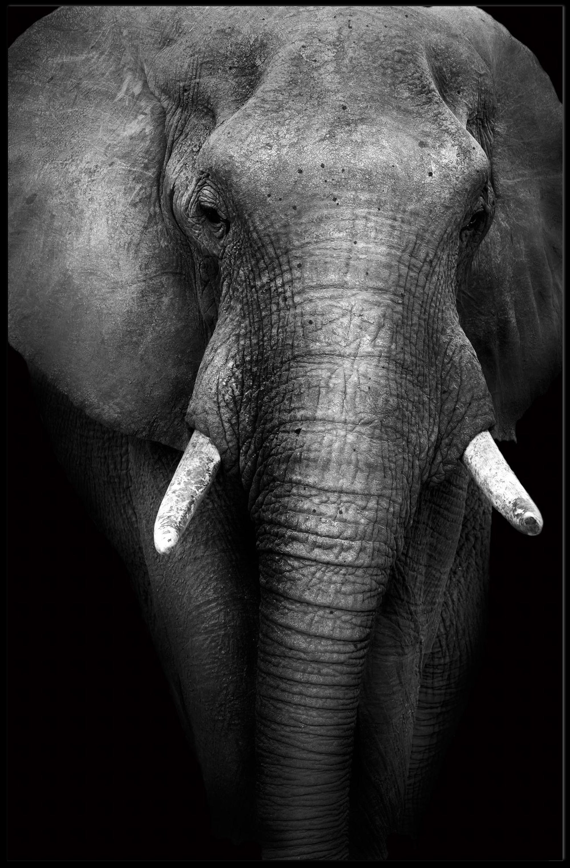 Majestic Elephant Close-up Black-and-White Animal Poster PosterGoat