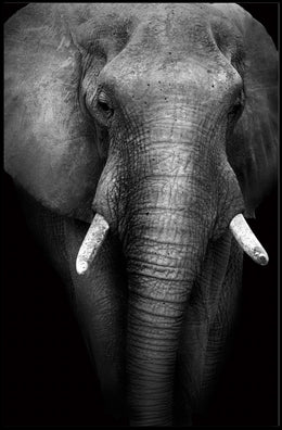 Majestic Elephant Close-up Black-and-White Animal Poster PosterGoat