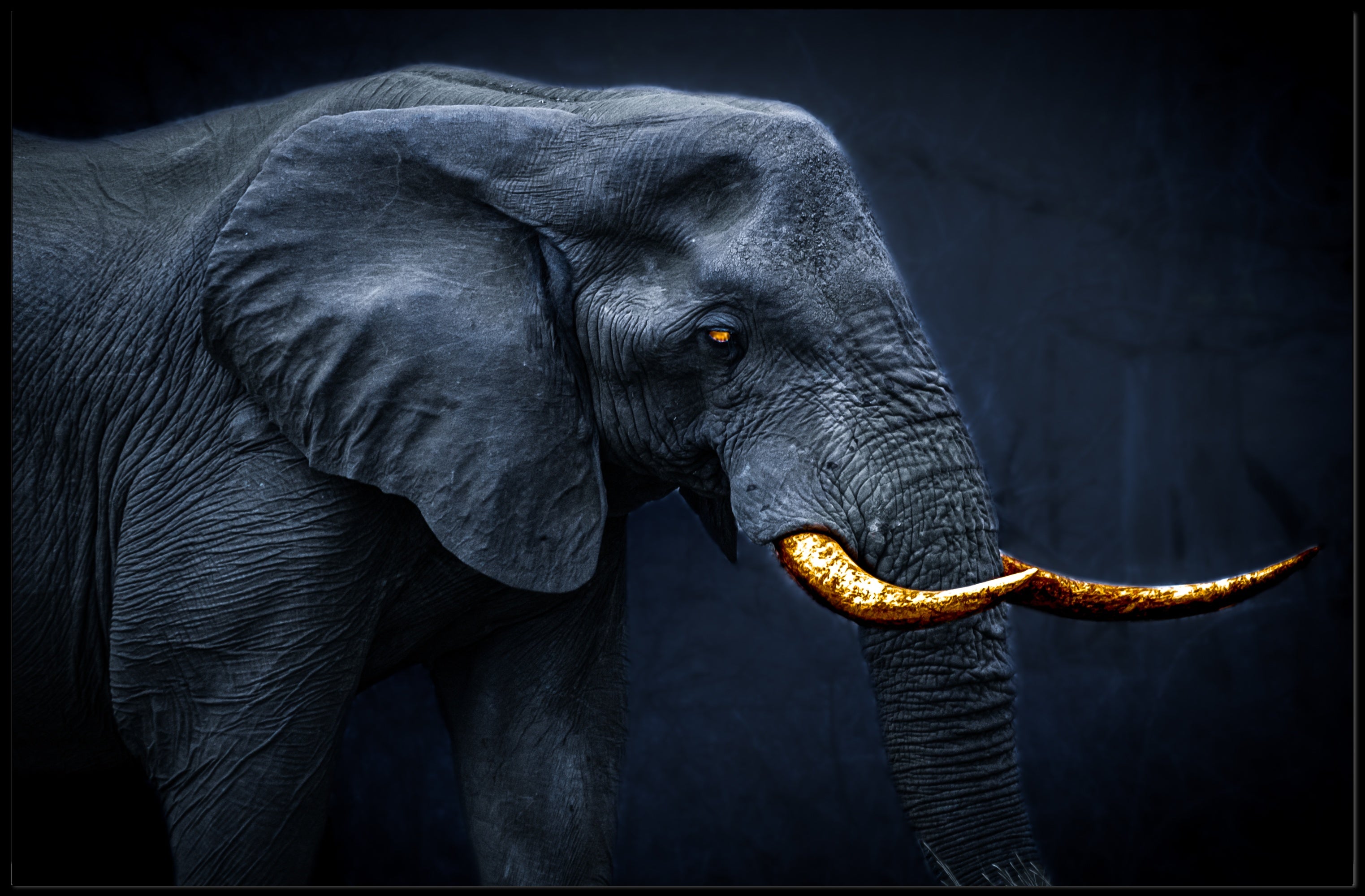 Majestic Elephant Fine Art Animal Poster PosterGoat