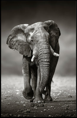 Majestic Elephant Photorealism in Black and White Animal Poster PosterGoat