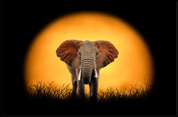 Majestic Elephant Silhouette at Sunset Animal Poster PosterGoat