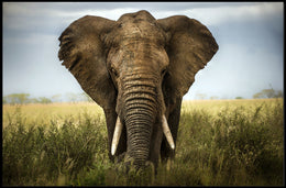 Majestic Elephant in African Savanna Animal Poster PosterGoat