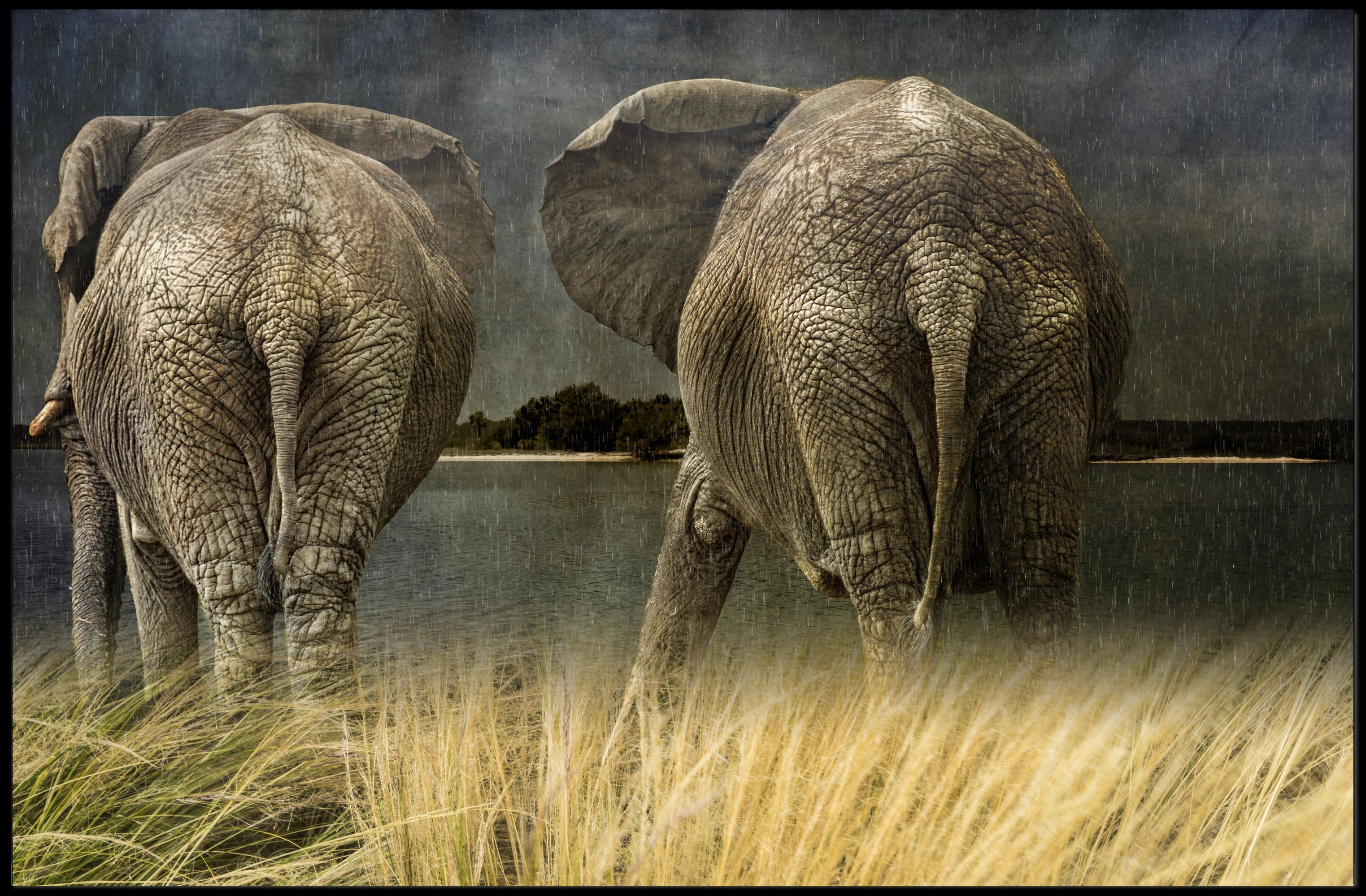 Majestic Elephants in Savannah Landscape Animal Poster PosterGoat