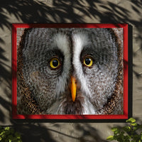 Majestic Great Grey Owl Wildlife Animal Poster PosterGoat