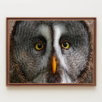 Majestic Great Grey Owl Wildlife Animal Poster PosterGoat