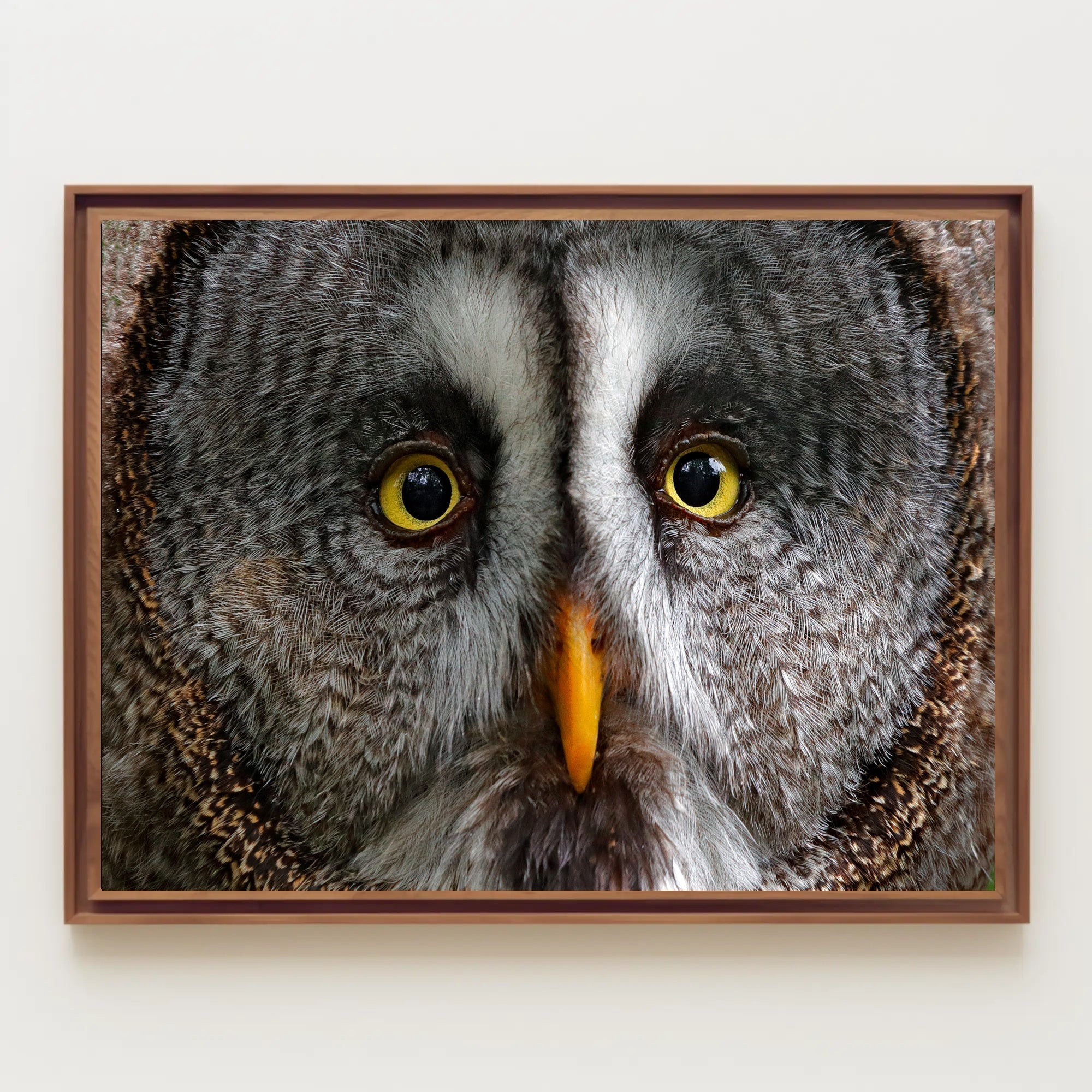 Majestic Great Grey Owl Wildlife Animal Poster PosterGoat