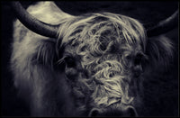 Majestic Highland Cow Portrait Rich in Detail Animal Poster PosterGoat