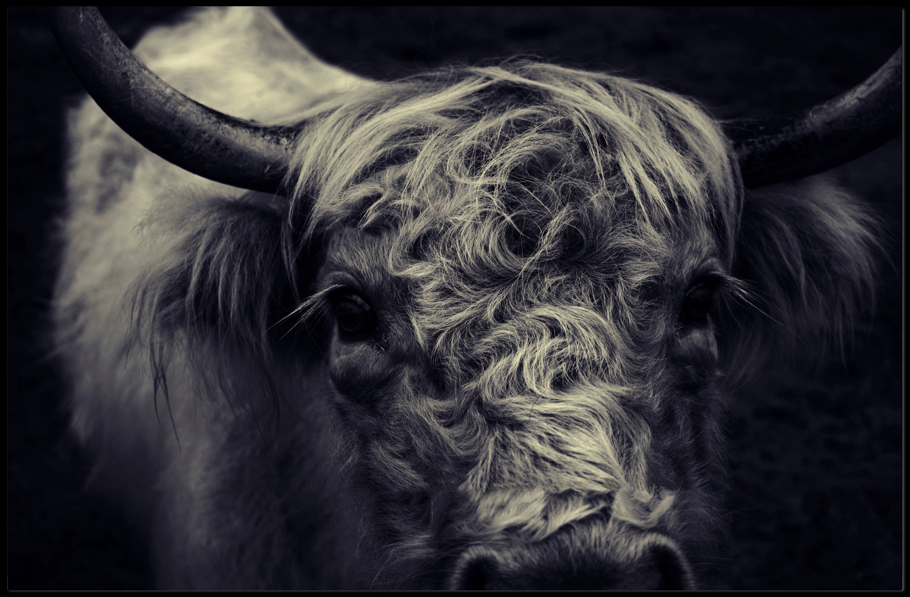 Majestic Highland Cow Portrait Rich in Detail Animal Poster PosterGoat