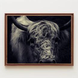 Majestic Highland Cow Portrait Rich in Detail Animal Poster PosterGoat