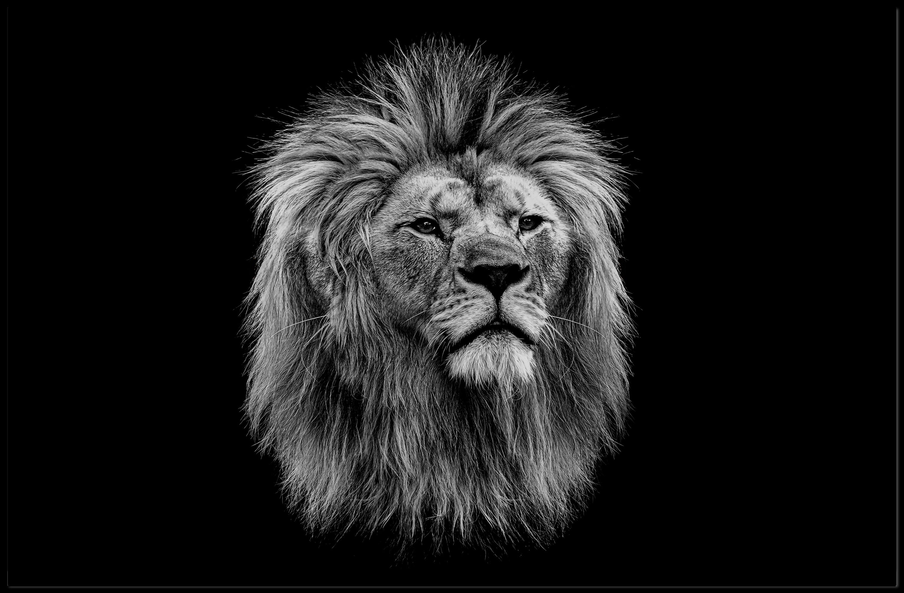 Majestic Lion Art Print: Powerful Symbol of Wilderness - Animal Poster PosterGoat