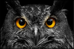 Majestic Nocturnal Owl – Animal Poster PosterGoat