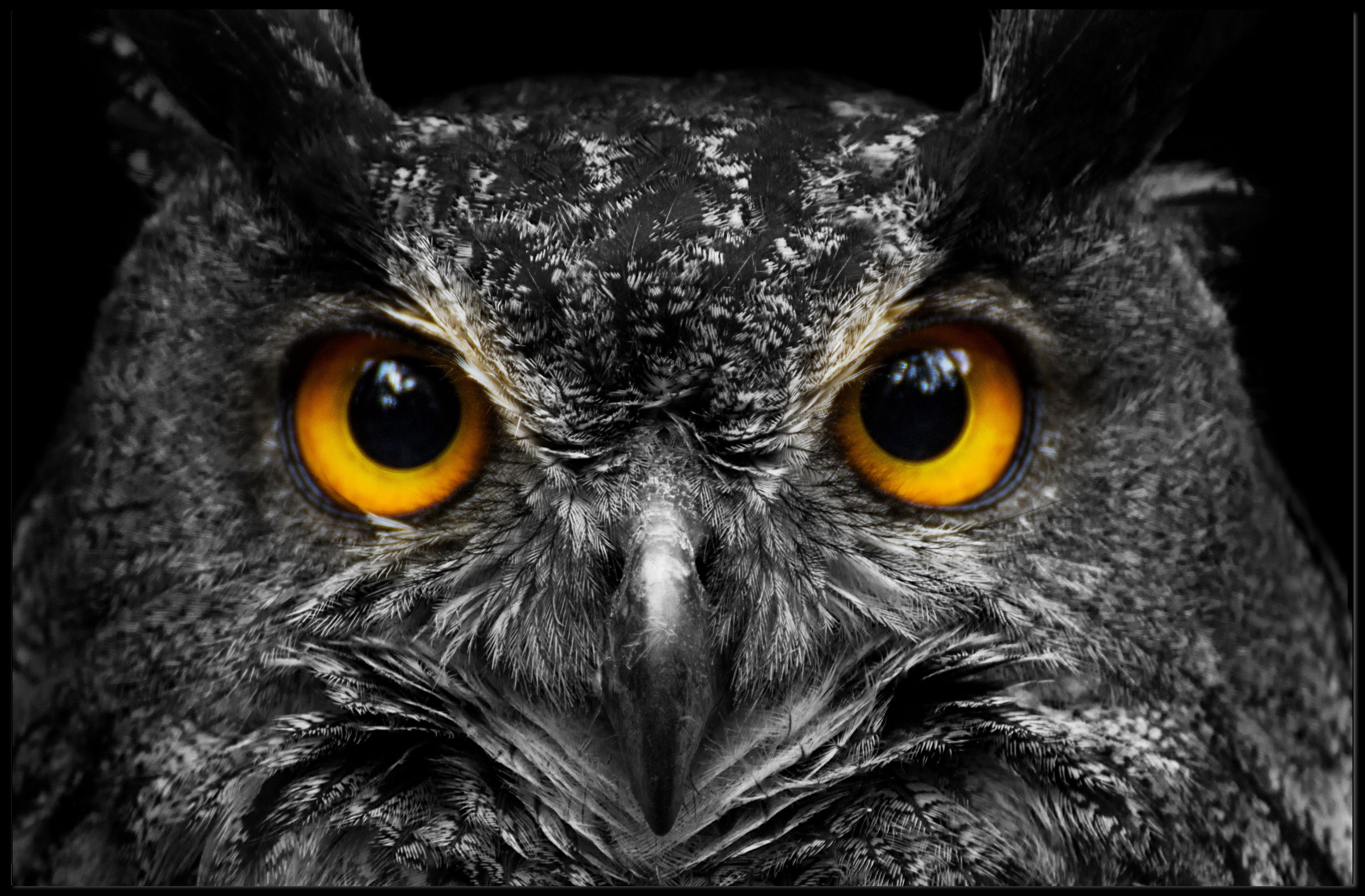 Majestic Nocturnal Owl – Animal Poster PosterGoat
