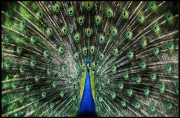 Majestic Peacock Illustrative Masterpiece Animal Poster PosterGoat