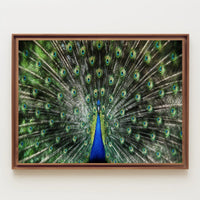 Majestic Peacock Illustrative Masterpiece Animal Poster PosterGoat