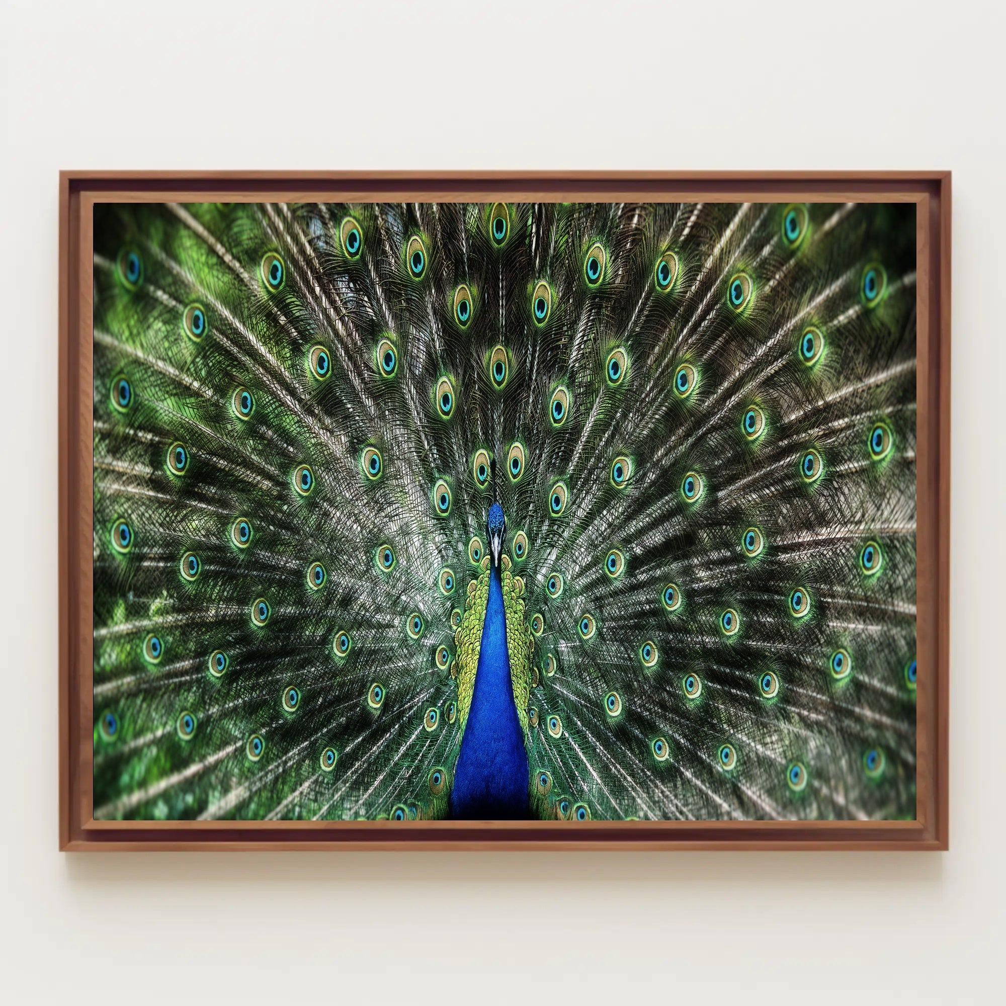 Majestic Peacock Illustrative Masterpiece Animal Poster PosterGoat