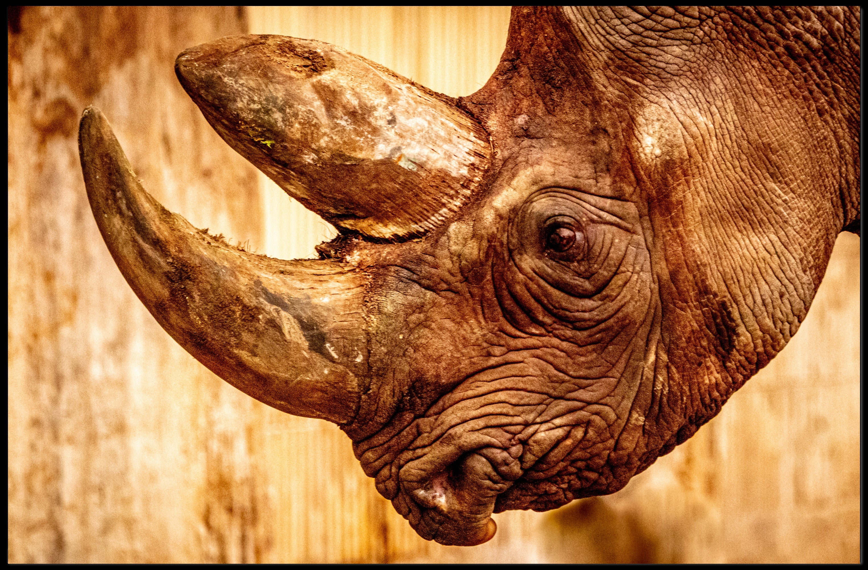 Majestic Rhinoceros Close-up Inspires Wildlife Conservation Animal Poster PosterGoat
