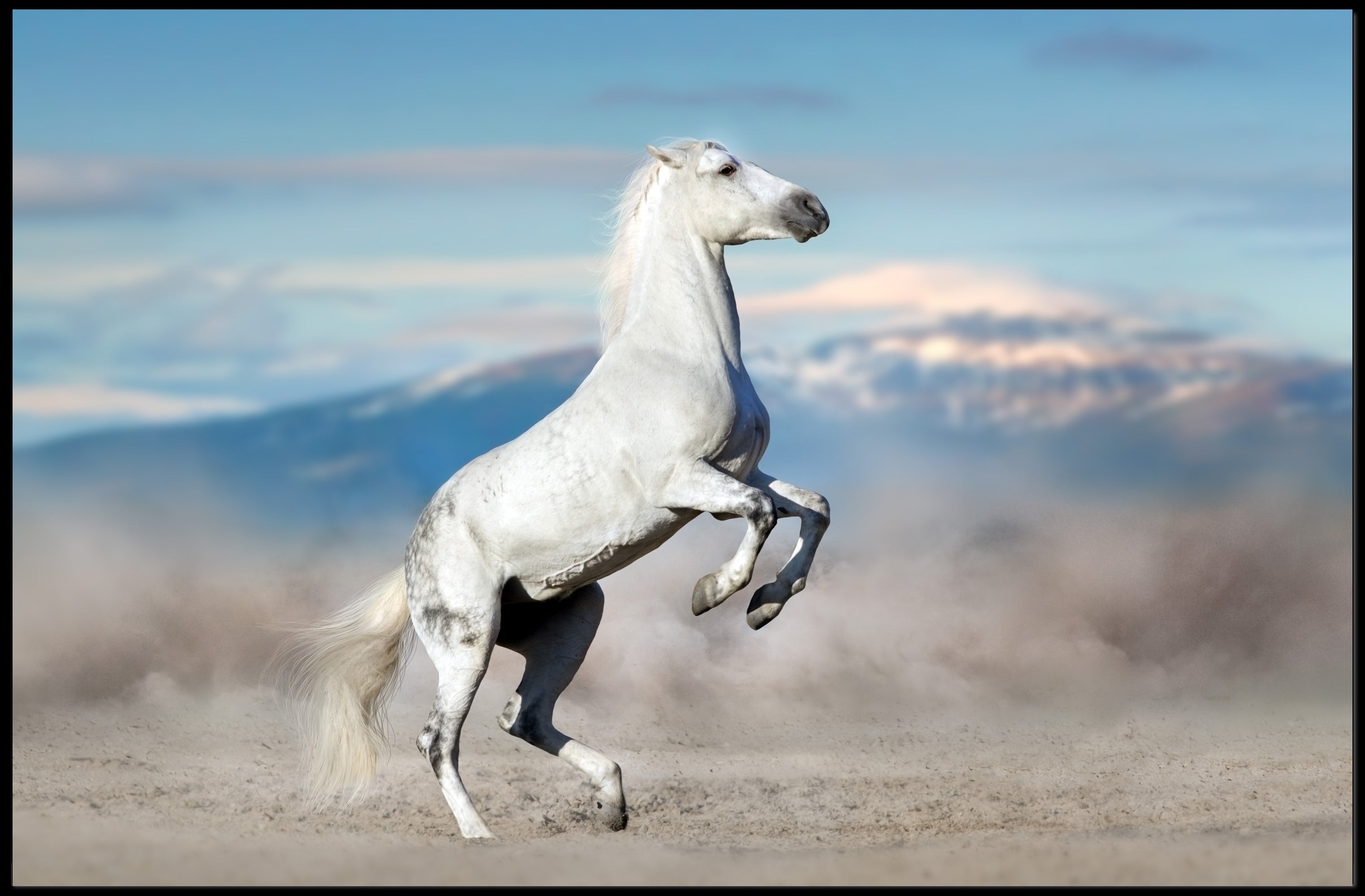 Majestic White Horse Desert Scene Animal Poster PosterGoat