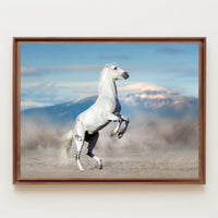 Majestic White Horse Desert Scene Animal Poster PosterGoat