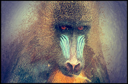 Mandrill Jungle Vibrance by Nature Animal Poster PosterGoat