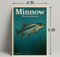 Minnow Phoxinus Phoxinus Wall Art Print PosterGoat
