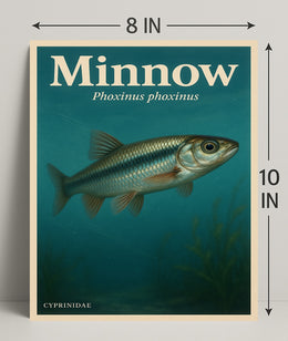 Minnow Phoxinus Phoxinus Wall Art Print PosterGoat
