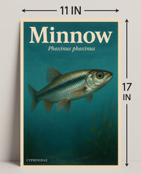 Minnow Phoxinus Phoxinus Wall Art Print PosterGoat