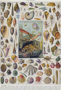 Mollusks of the Sea: Vintage Scientific Animal Poster PosterGoat