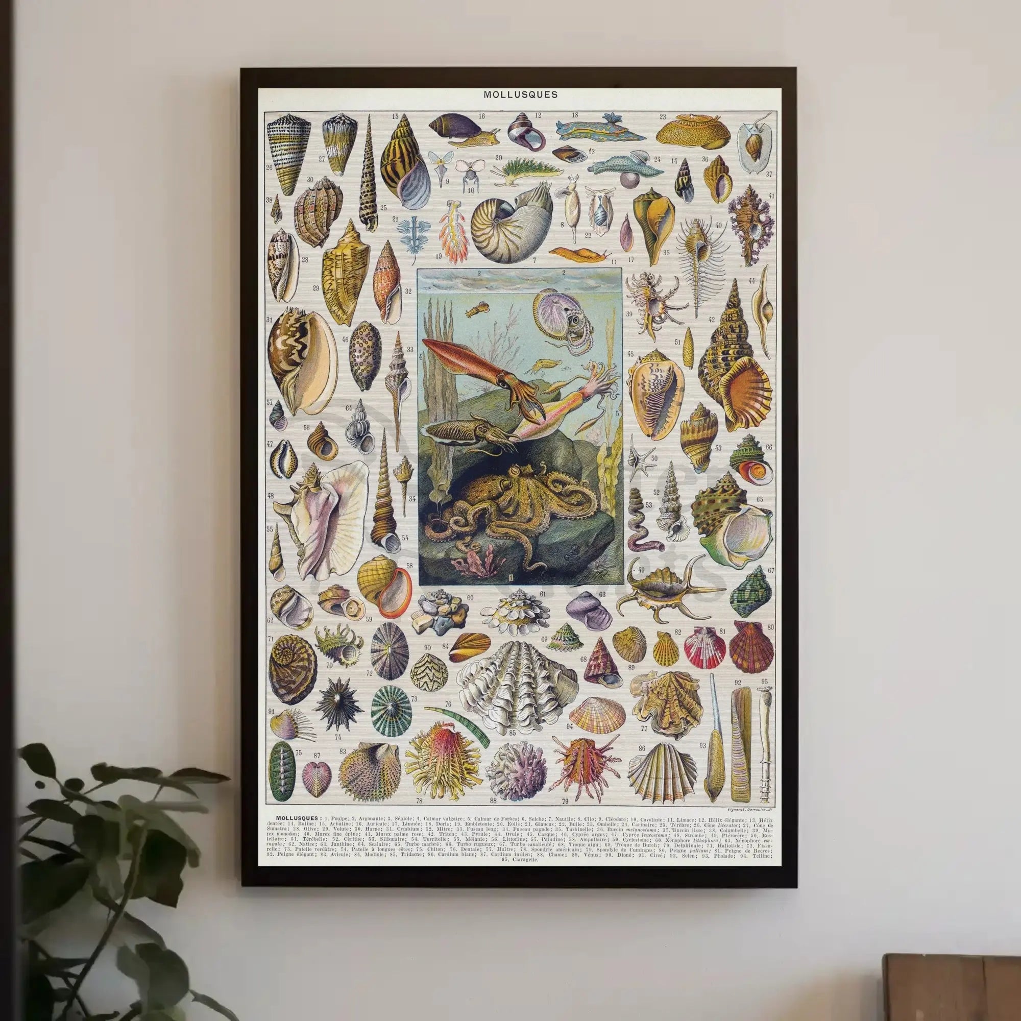 Mollusks of the Sea: Vintage Scientific Animal Poster PosterGoat