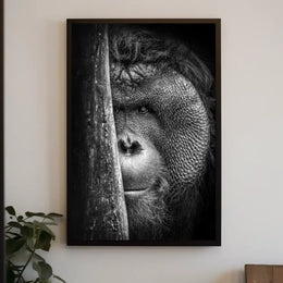 Orangutan Intrigue Photorealistic Black-and-White Animal Poster PosterGoat