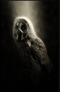 Owl Photorealistic Nocturnal Art Animal Poster PosterGoat