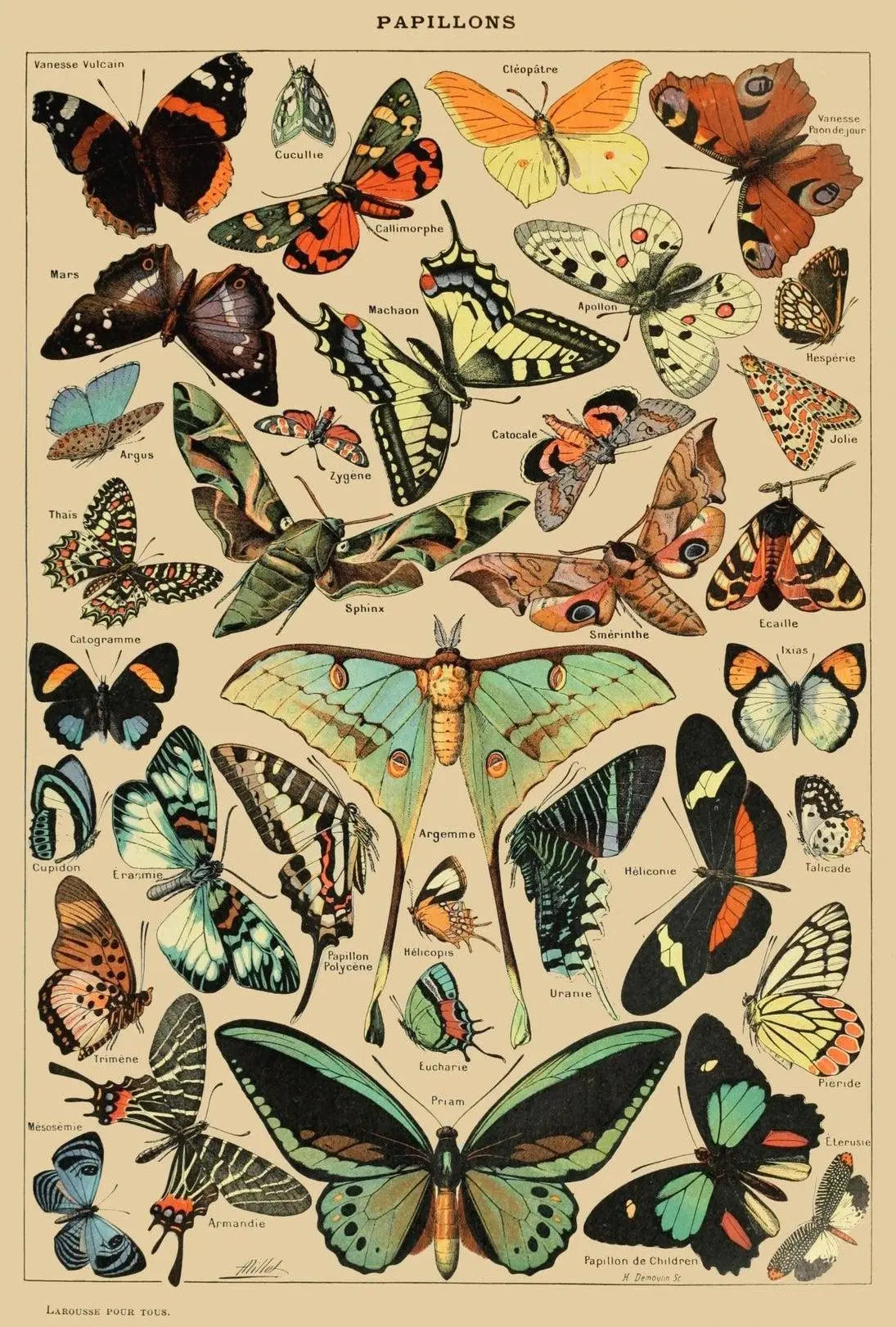 PAPILLONS Vintage Butterfly Illustration Art Print Animal Poster PosterGoat