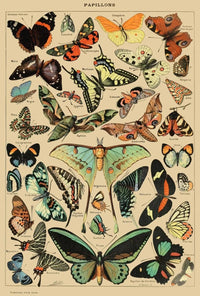 PAPILLONS Vintage Butterfly Illustration Art Print Animal Poster PosterGoat