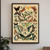PAPILLONS Vintage Butterfly Illustration Art Print Animal Poster PosterGoat