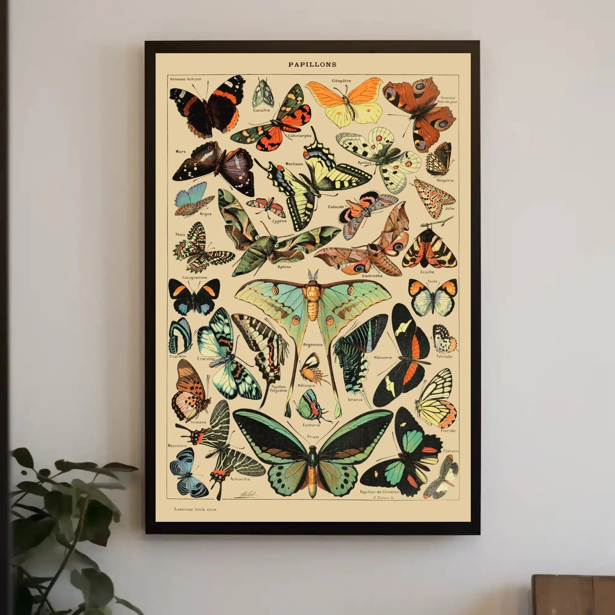 PAPILLONS Vintage Butterfly Illustration Art Print Animal Poster PosterGoat