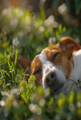Peaceful Dog in Meadow Scene - Animal Poster PosterGoat
