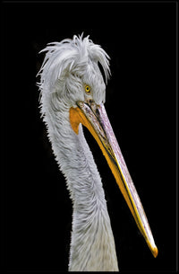 Pelican's Majesty: Photorealistic Wildlife Animal Poster PosterGoat