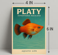 Platy Aquatic Life Poster PosterGoat