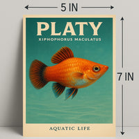 Platy Aquatic Life Poster PosterGoat