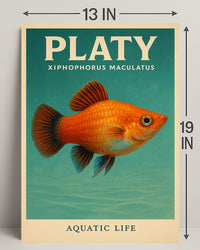 Platy Aquatic Life Poster PosterGoat