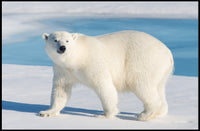 Polar Bear in Icy Blue: An Elegant Animal Poster PosterGoat