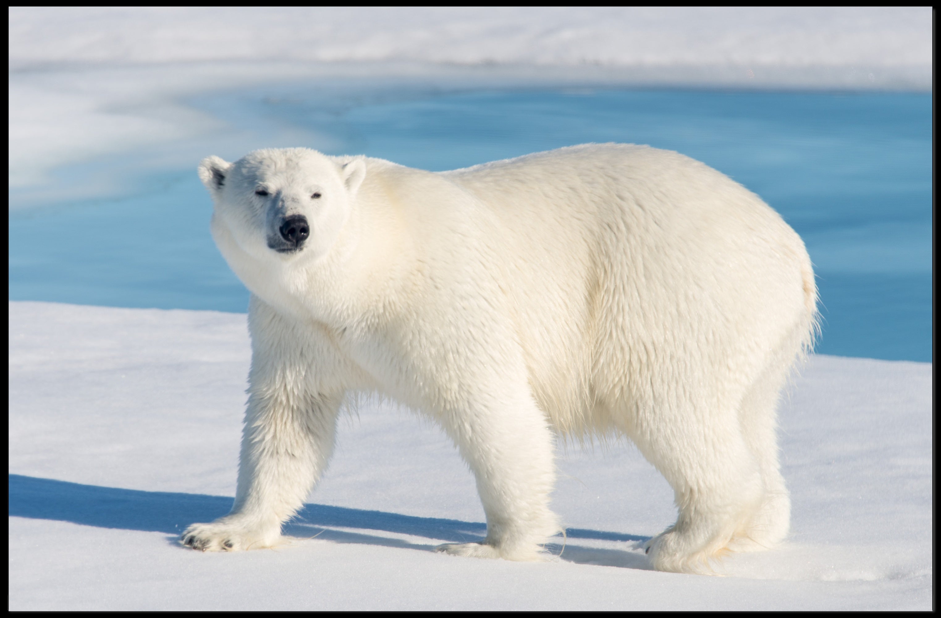 Polar Bear in Icy Blue: An Elegant Animal Poster PosterGoat